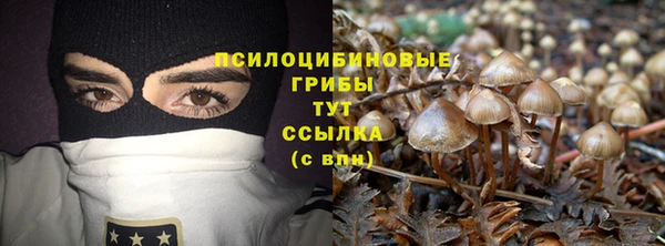 прущие грибы Богородицк